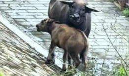 水牛视频,探索自然奇观，感受生命力量